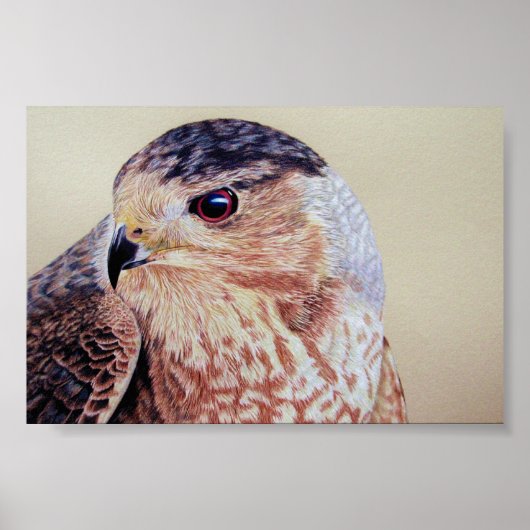 Coopers Hawk Poster (Voorkant)