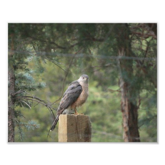 Cooper's Hawk Print Foto Afdruk (Voorkant)