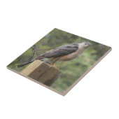 Cooper's Hawk Tile Tegeltje (Zijkant)