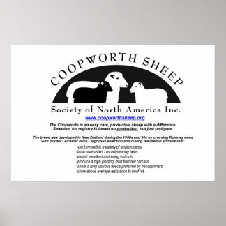 Coopworth Sheep Poster