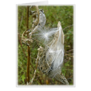 Coördinerende artikelen van Milkweed Seeds