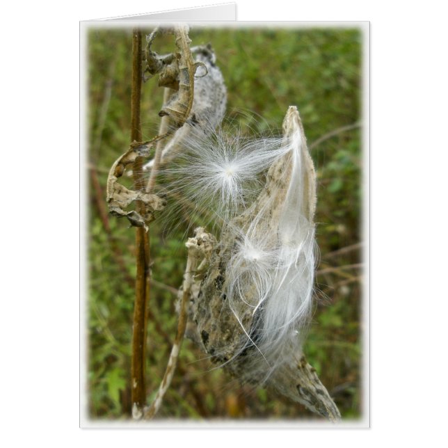 Coördinerende artikelen van Milkweed Seeds (Voorkant)
