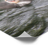 Coot and Chick Poster (Hoek)
