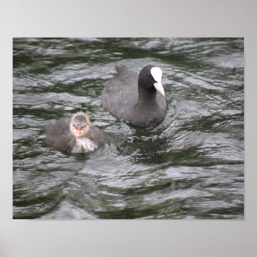 Coot and Chick Poster (Voorkant)