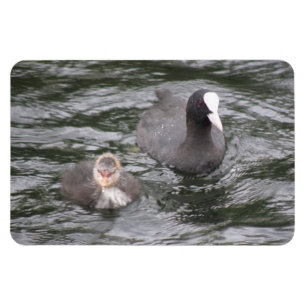 Coot and Chick Premium Magnet Magneet