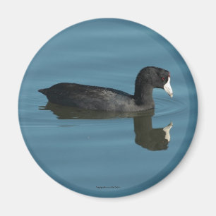 Coot Magnet Magneet