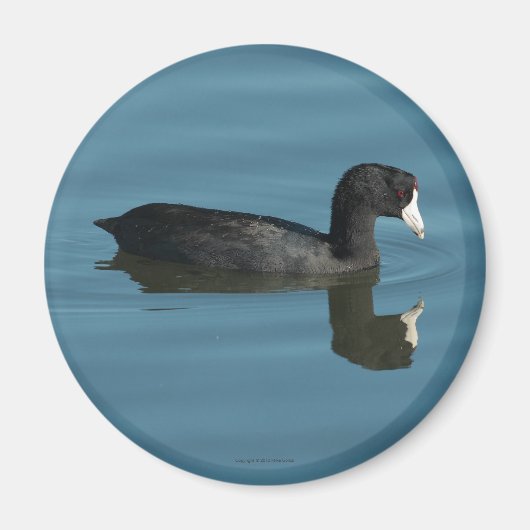Coot Magnet Magneet (Voorkant)