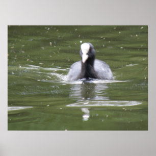 Coot Swimming Print