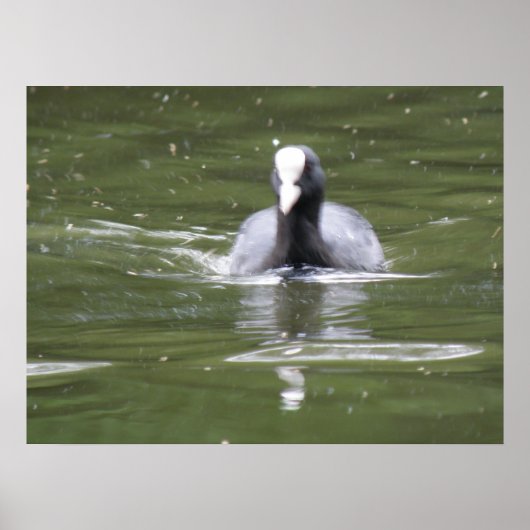 Coot Swimming Print (Voorkant)