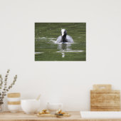 Coot Swimming Print (Keuken)