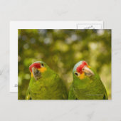 Copan, Honduras Briefkaart (Voorkant / Achterkant)