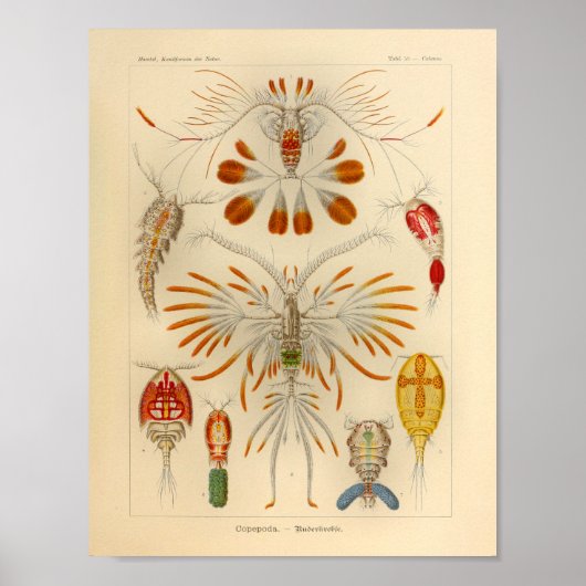 Copepoda Color Ernst Haeckel Art Print (Voorkant)
