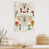 Copepoda (schaaldieren) poster (Keuken)