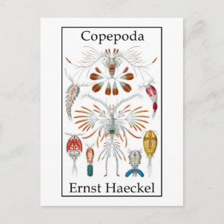 Copepoda van Ernst Haeckel Briefkaart