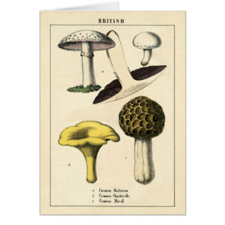 Copie botanique - champignons et champignons