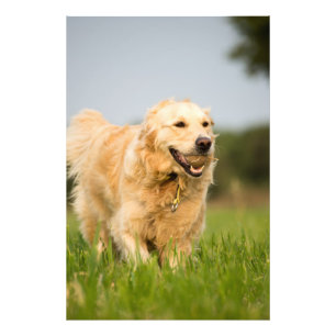 Copie de haute qualité de photo de golden
