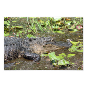 Copie de photo d'alligator de parc de marais