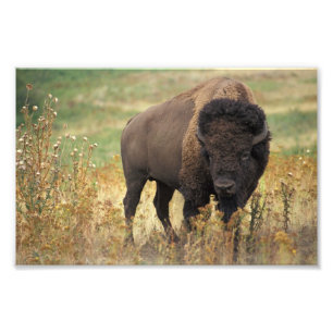Copie de photo de bison américain