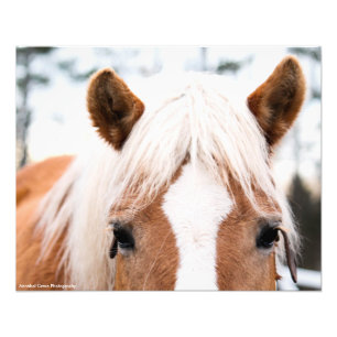 Copie de photo de cheval