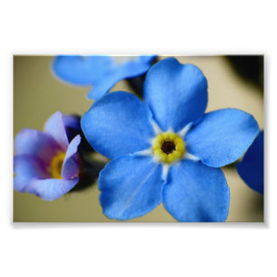 Copie de photo des myosotis des marais 11