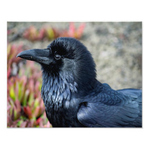Copie élégante de photo de Raven