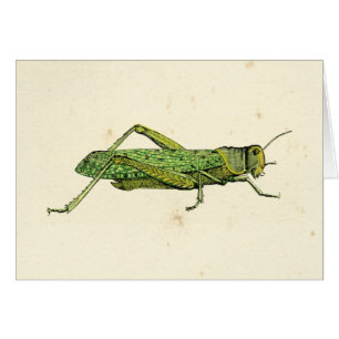 Copie encadrée de sauterelle verte