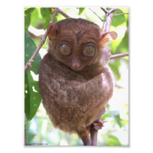 Copie philippine de photo de Tarsier