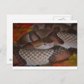 Copperkop Briefkaart (Voorkant / Achterkant)