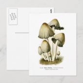Coprinus atramentarius briefkaart (Voorkant / Achterkant)