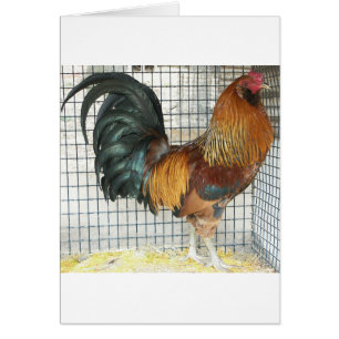 Coq