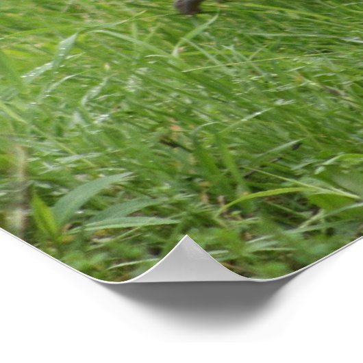 Coq 1 - affiche (Coin)