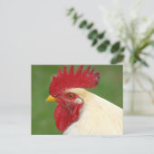 Coq blanc avec carte postale Comble rouge (Debout devant)