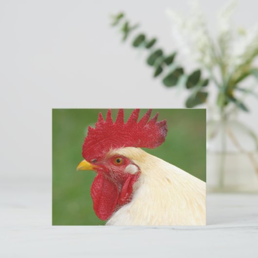 Coq blanc avec carte postale Comble rouge (Debout devant)