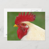 Coq blanc avec carte postale Comble rouge (Devant / Derrière)