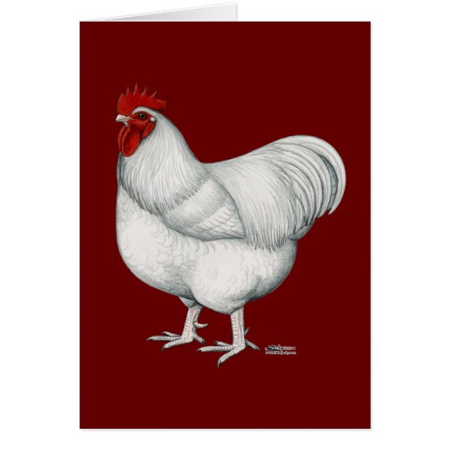 Coq de blanc d'Orpington (Devant)