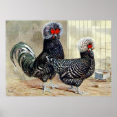 Coq de campagne mignon, pouce affiche de cuisine v (Devant)