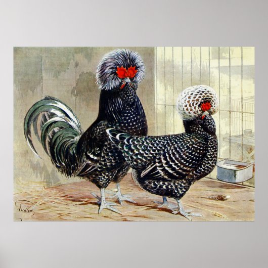 Coq de campagne mignon, pouce affiche de cuisine v (Devant)