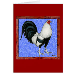 Coq de combat encadré