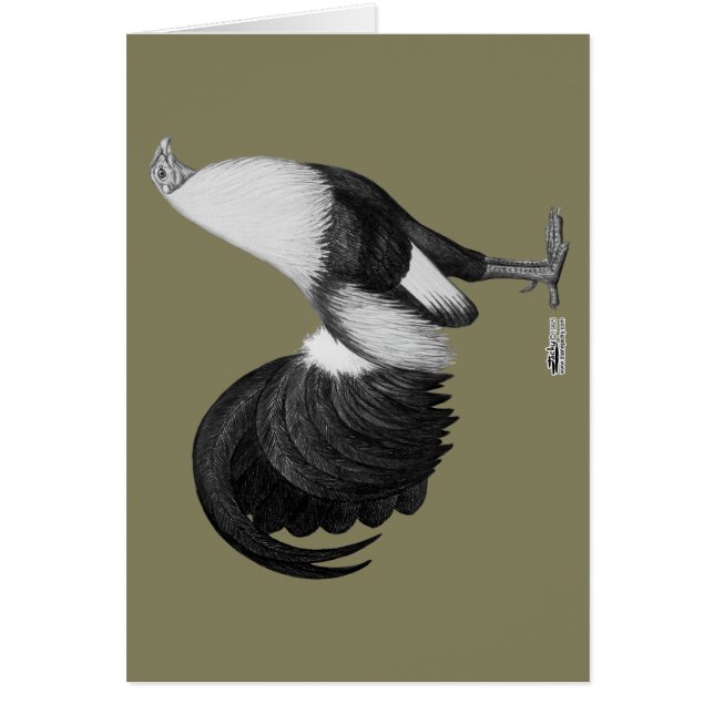 Coq de combat gris à ailes de canard (Devant)