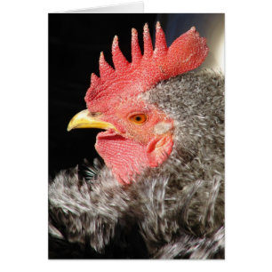 Coq de Frizzle Barré