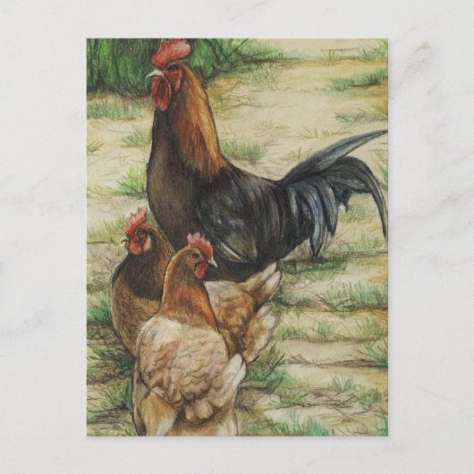 Coq "de gamme libre" et carte postale de 2 poules (Devant)