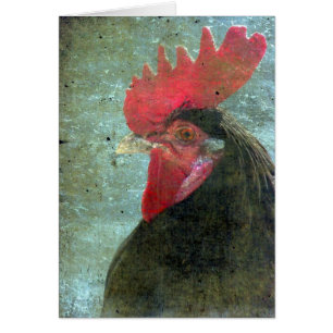 Coq Lakenvelder Avec Texture