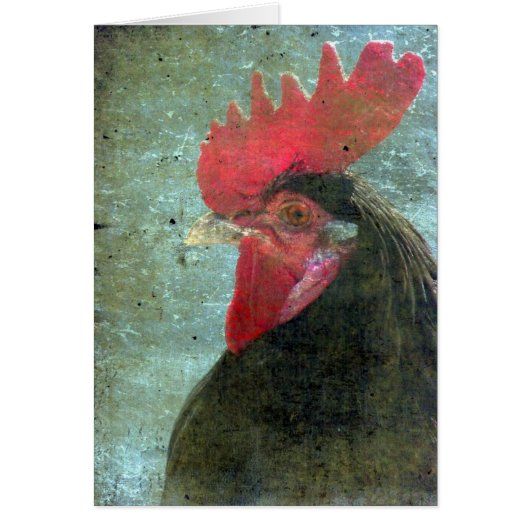 Coq Lakenvelder Avec Texture (Devant)
