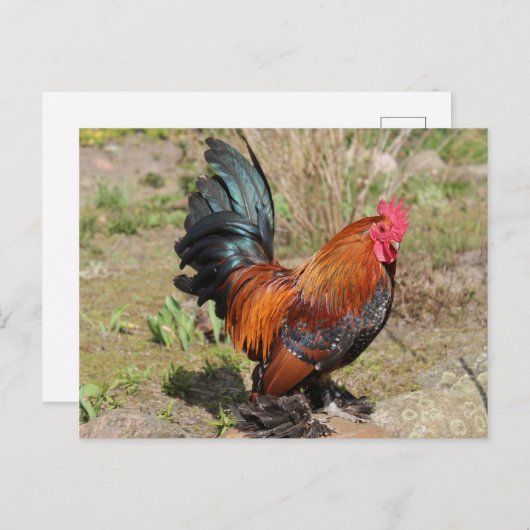 Coq / Poulet sur une carte postale agricole (Devant / Derrière)