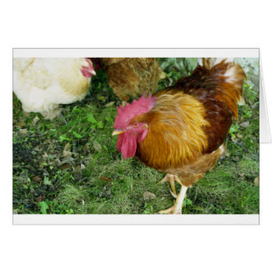 Coq sur le rôdeur