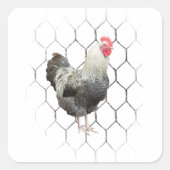 Coq sur Sticker Carré à fil de poulet (Devant)
