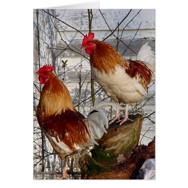 Coq-un-griffonnage-faites (Devant)