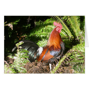 Coq - volaille de jungle rouge
