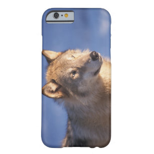 Coque Barely There iPhone 6 loup gris, lupus de Canis, dans les collines des 2