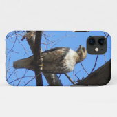 Coque Case-Mate Pour iPhone Bird Of Prey iPhone 5 coque (Dos (Horizontal))
